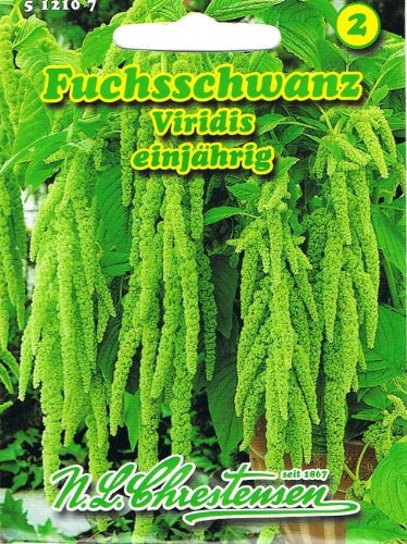 Fuchsschwanz Viridis Amaranthus caudatus