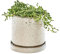 Chive,12.7 cm große Minute, Sukkulenten, Kaktustopf und Untertasse, ideal für den Innen- und Außenbereich, Gartendekoration (elfenbeinfarben)