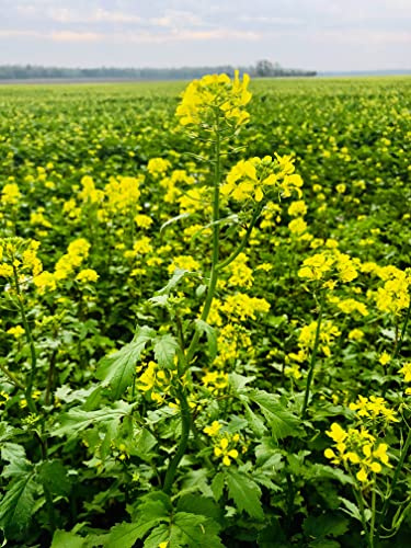 “Nemagon” Mustard Green Seeds – Fast-Growing Mustard Green or Microgreen – Sinapis Alba Nemagon | Never GMO, Always Heirloom and Open-Pollinated | USA Grown Seeds by Liliana's Garden |