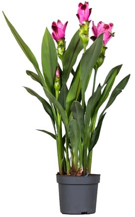 Plant in a Box - Plante Tropicale - Curcuma alismatifolia 'Siam Splash' - Hauteur 40-60cm - Pot 13cm - Plante Tropicale d’Intérieur - Rose