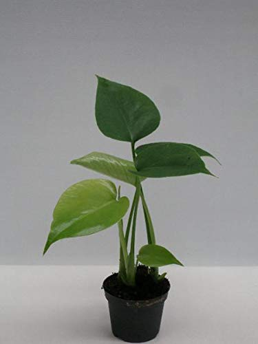 Monstera Deliciosa Pflanze – ca. 25 cm Hoch – Dschungel-Pflanze für Zuhause & Büro – Luftreinigende Zimmerpflanze
