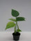 Monstera Deliciosa Pflanze – ca. 25 cm Hoch – Dschungel-Pflanze für Zuhause & Büro – Luftreinigende Zimmerpflanze