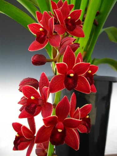 Cymbidium, seltene Farbe, winterharte Zwiebel, mehrjährig, Luftreinigung, Gartendekoration, schöne leuchtende Blumen-3 zwiebeln-d