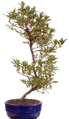Bonsai - Jap. Satsuki Azalee 'Saran', Rhododendron indicum 218/171