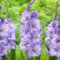 Gladiolenknolle-Winterhart MehrjäHrig,Gladiolen Blumenzwiebeln,Gladiolen Zwiebel,Gladiolen Zwiebeln Winterhart,Gladiolen Knollen,Gladiolen Zwiebeln Mix,Bonsai Pflanze-15zwiebeln-c