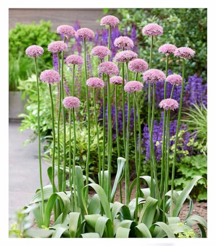 BALDUR Garten Allium 'New York®',8 Zwiebeln, mehrjährig - winterhart, pflegeleicht, bienenfreundlich, extra lange & kräftige Blütenstiele, dekorative Blütenbälle, ideal für Beet, Kübel & Vase