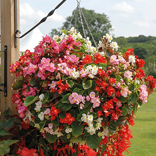 Begonia Flowers Garden Ready Plugs Bedding & Hanging Basket Pot Plants for Instant Impact & Colour 1 x Pack of 24 Garden Ready Begonia F1 Giant Lotto Plants by Thompson & Morgan