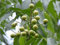 Portal Cool Las semillas del paquete: 8: De Sapindus detergens (Syn Mukorossi.), Jaboncillo, Ritha Y Jabn Nueces de Ãrbol