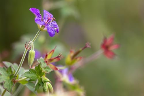 Geranium wlassovianum 9x9 cm Topf – Winterhart, Mehrjährig, Pflegeleicht – Storchschnabel – Staude für Beet & Rabatte