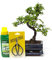 Chinese Elm Bonsai Tree Kit - 7 Year Old Bonsai Tree with Plant Feed & Scissors