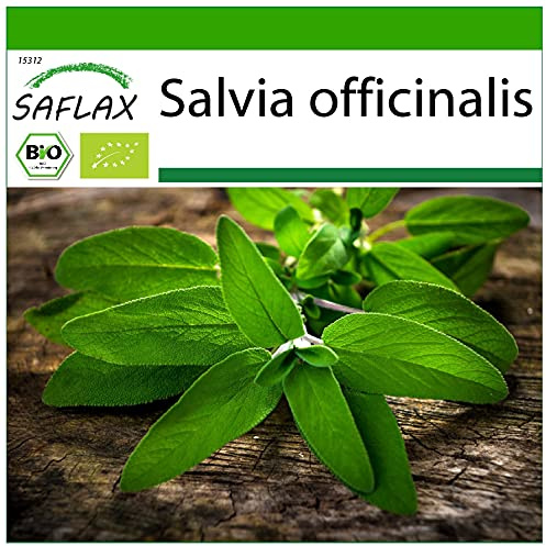 SAFLAX - BIO - Salvia - 60 semi - Salvia officinalis