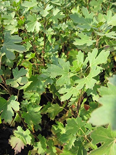 Ribes aureum - Gold-Johannisbeere