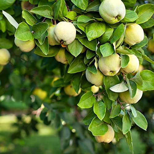Quince Hardy Tree 'Vranja' Organic Cydonia Oblonga Easy to Grow Your Own Garden Fruit 1x Bare Root Tree by Thompson and Morgan
