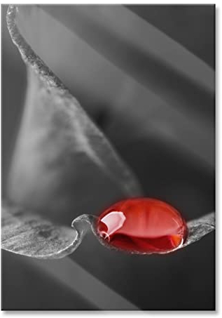 Pixxprint Glasbild, Wandbild aus Echtglas, roter Tropfen auf Rosenblüte, 40x60 cm, inkl. Aufhängung und Abstandshalter