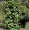 kernlose Weinrebe Himrod 80-100cm - Vitis