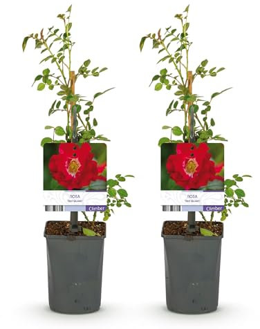 GreenboutiQ - Kletterrose - Rosa Red Queen - Blüte Rot - Geringer Pflegeaufwand - 2 Pflanzen - Topf 11cm Höhe 40cm