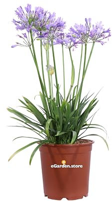 Pianta di Agapanthus pianta di Agapanto pianta di Giglio Africano pianta da esterno pianta ornamentale di Agapanto pianta vera di Agapanthus venduta da eGarden.store (Agapanthus Summer Love Blue)