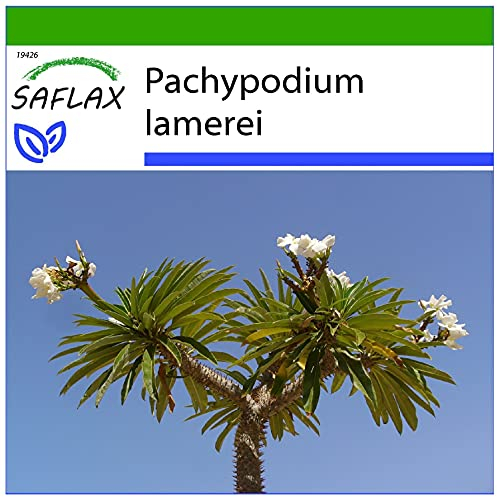 SAFLAX - Kakteen - Madagascar - Palme - 10 Samen - Mit keimfreiem Anzuchtsubstrat - Pachypodium lamerei