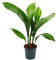 exotenherz - Palmier - Aspidistra Elatior - Plante d'intérieur - Pot de 15 cm