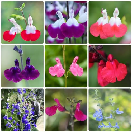 800 piezas semillas resistentes de la planta de salvia - semillas de flores silvestres perenne resistente, perenne resistente perenne (Salvia officinalis) semillas de flores regalo