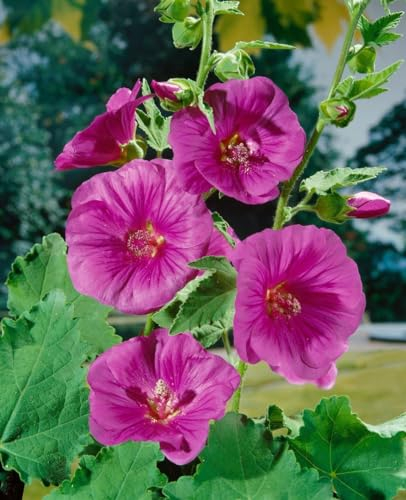 Lavatera x olbia 'Bredon Springs' ca. 11x11 cm Topf - Strauchmalve, rosa Blüten, Blütezeit Juni-September, ideal für Rabatten, pflegeleicht und bienenfreundlich