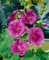 Lavatera x olbia 'Bredon Springs' ca. 11x11 cm Topf - Strauchmalve, rosa Blüten, Blütezeit Juni-September, ideal für Rabatten, pflegeleicht und bienenfreundlich