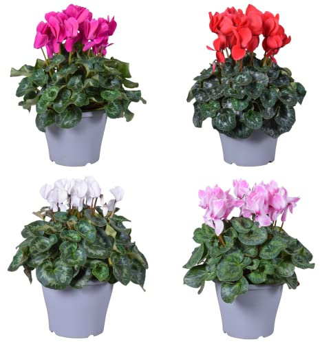 DECOALIVE Cyclamen de Invierno y Primavera Pack 4 Plantas Naturales con Flores