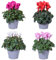 DECOALIVE Cyclamen de Invierno y Primavera Pack 4 Plantas Naturales con Flores