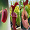 70 semillas de plantas carnívoras rojas