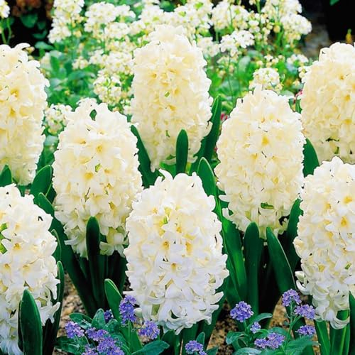 Hyazinthenzwiebel-Winterhart MehrjäHrig,HyazinthenblüTen,Hyazinthen Rhizome,Hyazinthen Zwiebeln,Traubenhyazinthen,Bonsai Pflanze-8zwiebeln-c