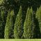 20 Semi - Semi orientale Tuia Albero (Platycladus orientalis):Seeds Only