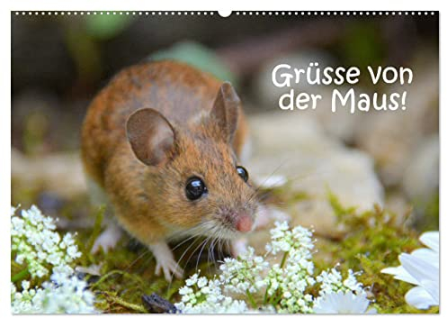 Grüsse von der Maus! (Wandkalender 2025 DIN A2 quer), CALVENDO Monatskalender
