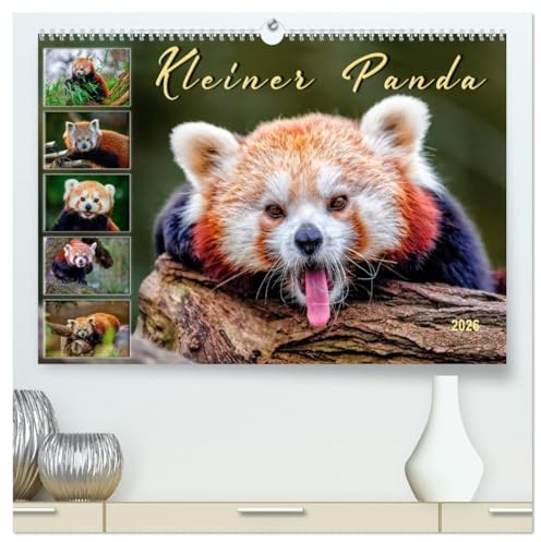 Kleiner Panda (hochwertiger Premium Wandkalender 2026 DIN A2 quer), Kunstdruck in Hochglanz: Eindrucksvolle Bilder eines wunderschönen Tieres. (CALVENDO Tiere)