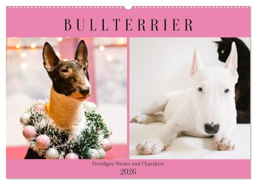 Bullterrier. Freudiges Wesen und Charakter (Wandkalender 2026 DIN A2 quer), CALVENDO Monatskalender: Ein eleganter und selbstbewusster Hund, den nichts aus der Ruhe bringt! (CALVENDO Tiere)