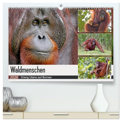 Waldmenschen - Orang Utans auf Borneo (hochwertiger Premium Wandkalender 2026 DIN A2 quer), Kunstdruck in Hochglanz: Orang Utans - Begegnungen auf Borneo (CALVENDO Tiere)