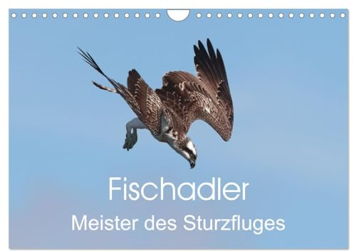 Fischadler - Meister des Sturzfluges (Wandkalender 2026 DIN A4 quer), CALVENDO Monatskalender: Flugstudien vom Fischadler beim Beutefang (CALVENDO Tiere)