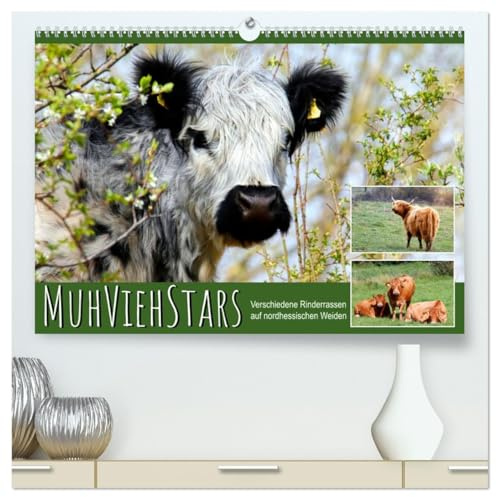MuhViehStars (hochwertiger Premium Wandkalender 2026 DIN A2 quer), Kunstdruck in Hochglanz: Verschiedene Rinderrassen auf nordhessischen Weiden (CALVENDO Tiere)