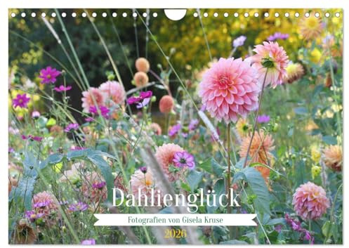 Dahlienglück (Wandkalender 2026 DIN A4 quer), CALVENDO Monatskalender: Dahlien erzeugen Glücksgefühle (CALVENDO Natur)