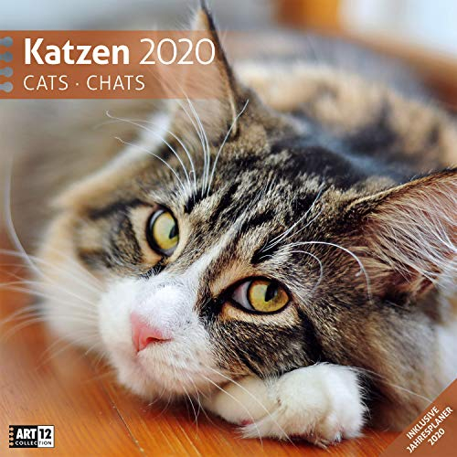 Katzen 2020: Cats; Chats
