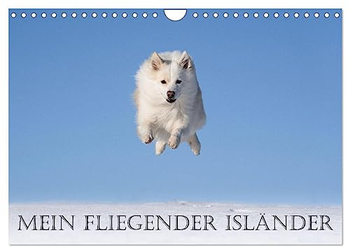 Mein fliegender Isländer (Wandkalender 2026 DIN A4 quer), CALVENDO Monatskalender: Islandhunde sind sehr agile und sportliche Hunde. (CALVENDO Tiere)