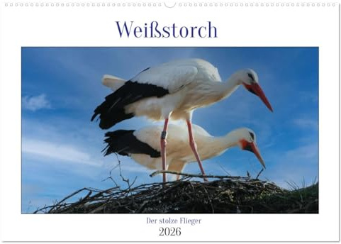 Weißstorch, der stolze Flieger (Wandkalender 2026 DIN A2 quer), CALVENDO Monatskalender: Ein prachtvoller Vogel als Glücksbringer. (CALVENDO Tiere)