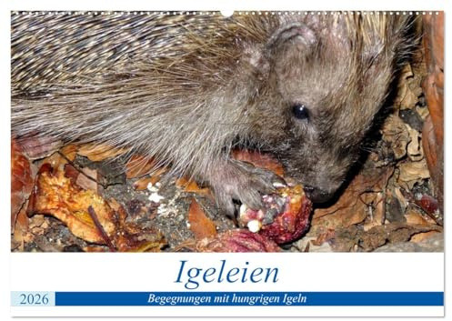 Igeleien - Begegnungen mit hungrigen Igeln (Wandkalender 2026 DIN A2 quer), CALVENDO Monatskalender: Igel an ihren Futterplätzen im Garten (CALVENDO Tiere)