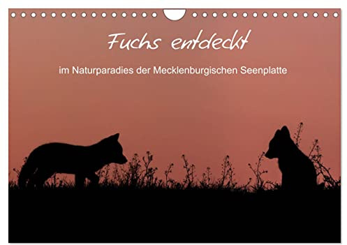 Fuchs entdeckt - im Naturparadies der Mecklenburgischen Seenplatte (Wandkalender 2026 DIN A4 quer), CALVENDO Monatskalender: Füchse beobachtet an der Mecklenburgischen Seenplatte (CALVENDO Tiere)