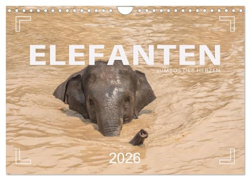 ELEFANTEN Jumbos der Herzen (Wandkalender 2026 DIN A4 quer), CALVENDO Monatskalender: Der Asiatische Elefant in Südostasien (CALVENDO Tiere)