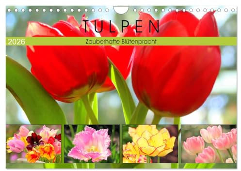 Tulpen. Zauberhafte Blütenpracht (Wandkalender 2026 DIN A4 quer), CALVENDO Monatskalender: Die märchenhaft leuchtenden und strahlenden Schönheiten für Balkon und Garten (CALVENDO Natur)