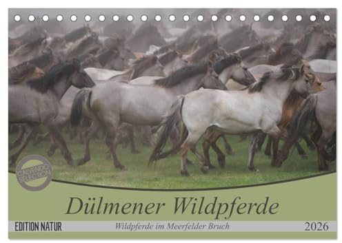 Dülmener Wildpferde - Wildpferde im Meerfelder Bruch (Tischkalender 2026 DIN A5 quer), CALVENDO Monatskalender: Dülmener Wildpferde, Monatskalender, 14 Seiten, 12 Fotos (CALVENDO Tiere)