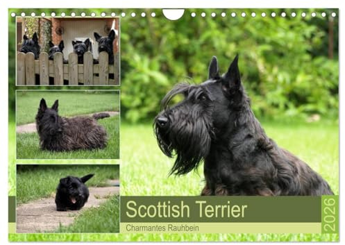 Scottish Terrier - Charmantes Rauhbein (Wandkalender 2026 DIN A4 quer), CALVENDO Monatskalender: Scottish Terrier - Ein fröhlicher, robuster Kumpel (CALVENDO Tiere)