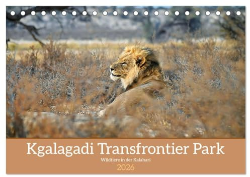 Kgalagadi - Fauna und Wildtiere in der Kalahari (Tischkalender 2026 DIN A5 quer), CALVENDO Monatskalender: Kgalagadi eine Perle in der Kalahari mit ... den wilden Tieren Afrikas (CALVENDO Tiere)