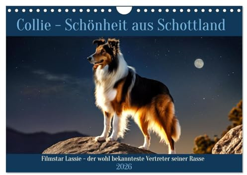 Traumhund Collie (Wandkalender 2026 DIN A4 quer), CALVENDO Monatskalender: Filmstar Lassie - der wohl bekannteste Vertreter seiner Rasse (CALVENDO Tiere)
