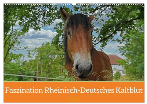Faszination Rheinisch-Deutsches Kaltblut (Wandkalender 2026 DIN A2 quer), CALVENDO Monatskalender: Ausgewählte Motive vom Kaltblut Enzo (CALVENDO Tiere)